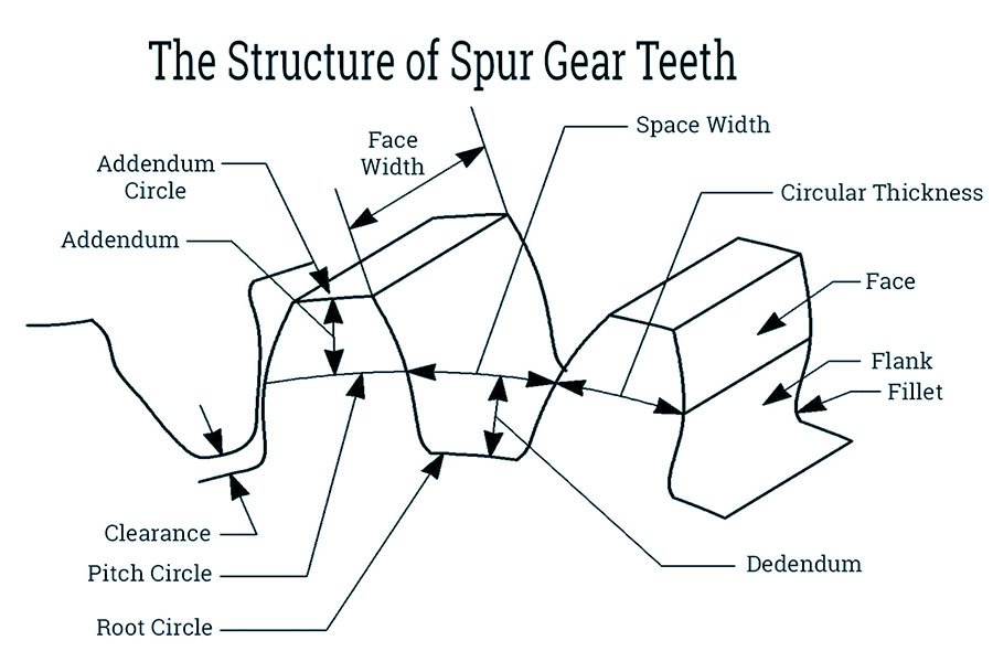 The Structure of Spur Gear Teeth